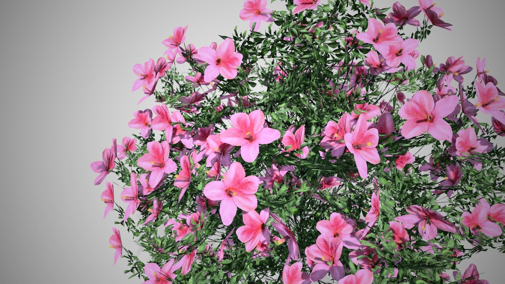 Azalea Flowers Pink Low-poly 3D model_1
