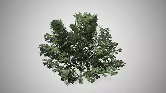 American Holly Shrub bush Low-poly 3D model