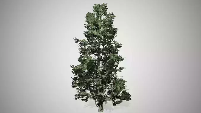 American Holly Tree Low-poly 3D model
