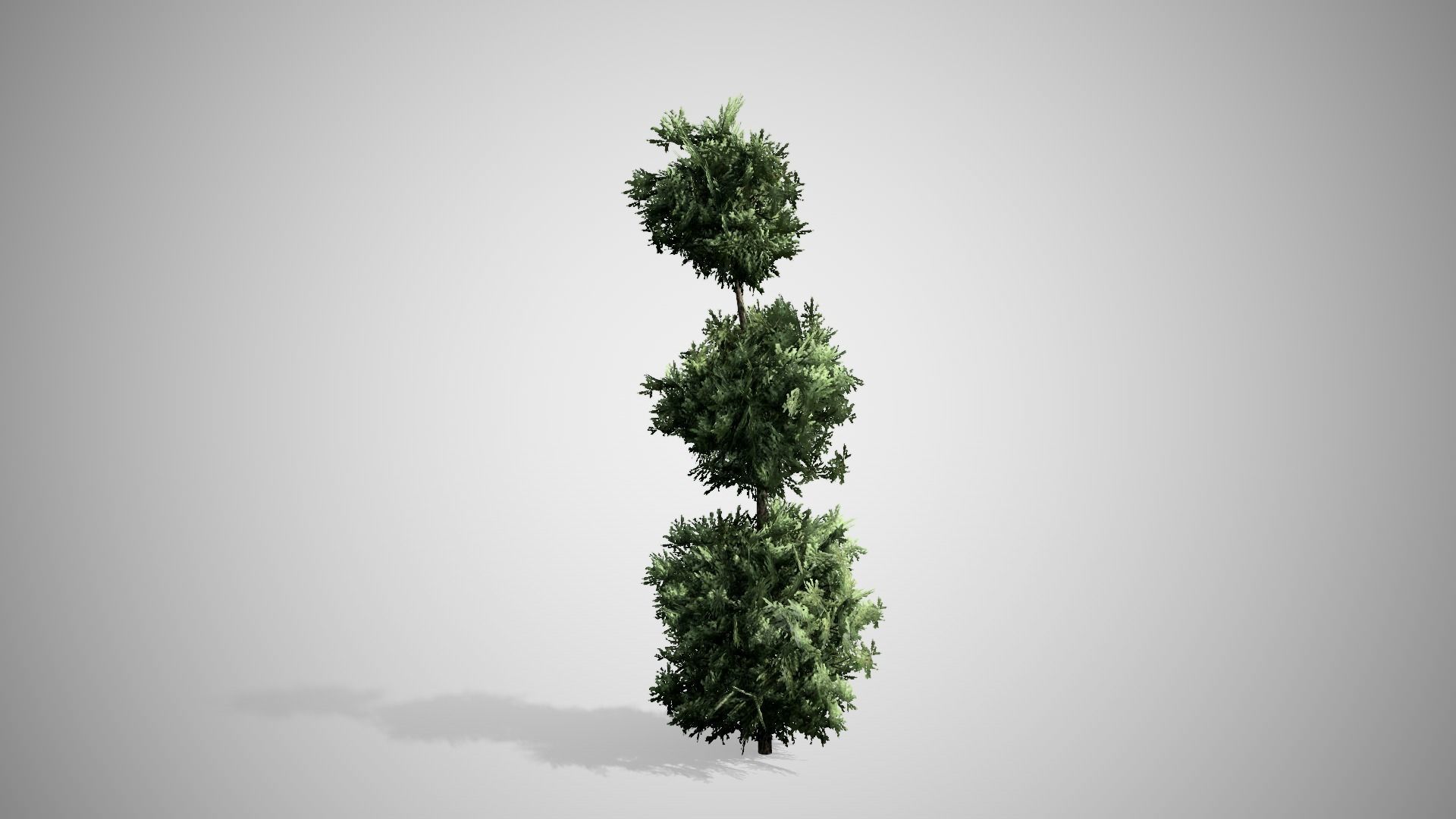 American Boxwood Topiary bush Low-poly 3D model_3