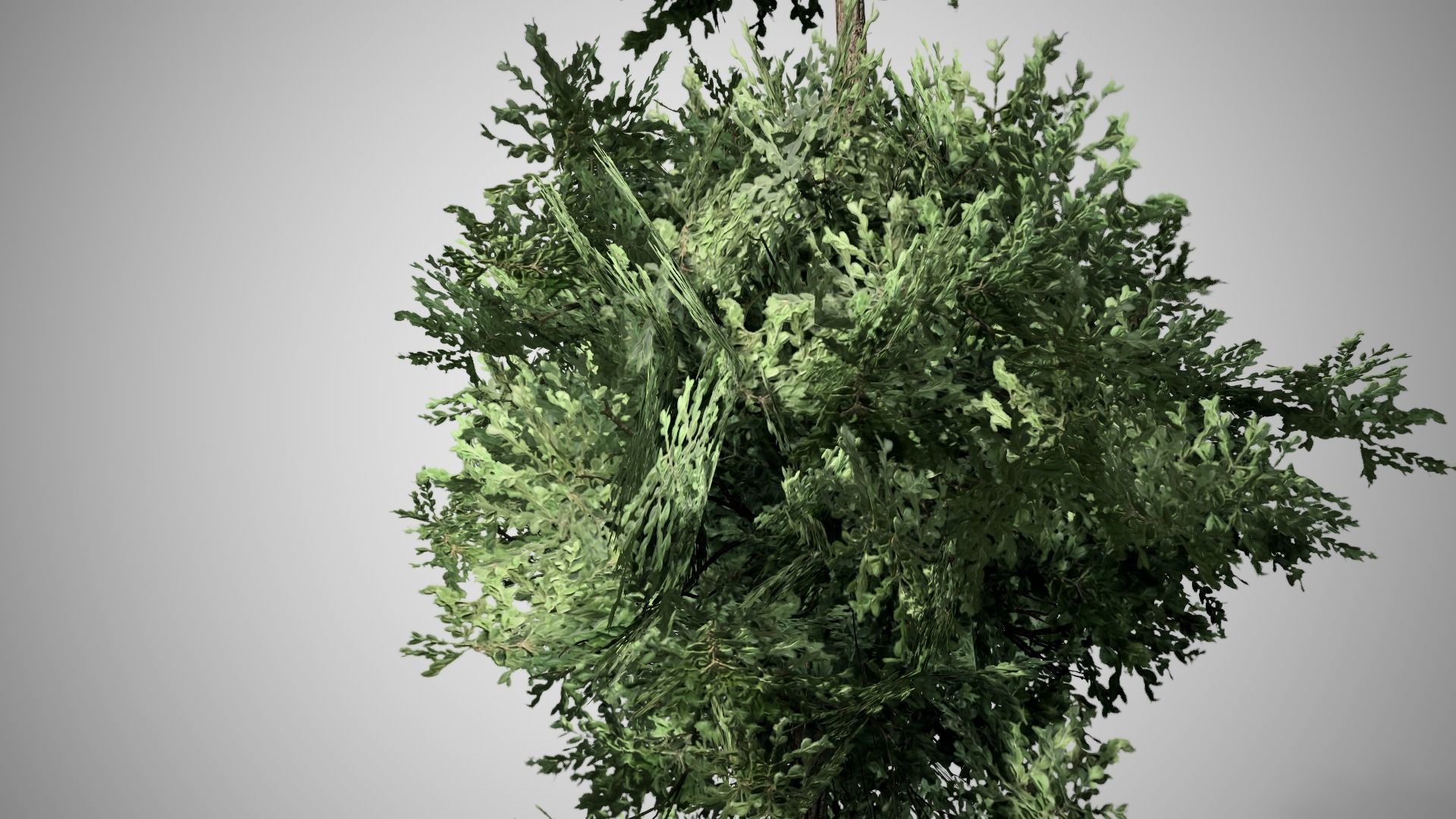 American Boxwood Topiary bush Low-poly 3D model_1
