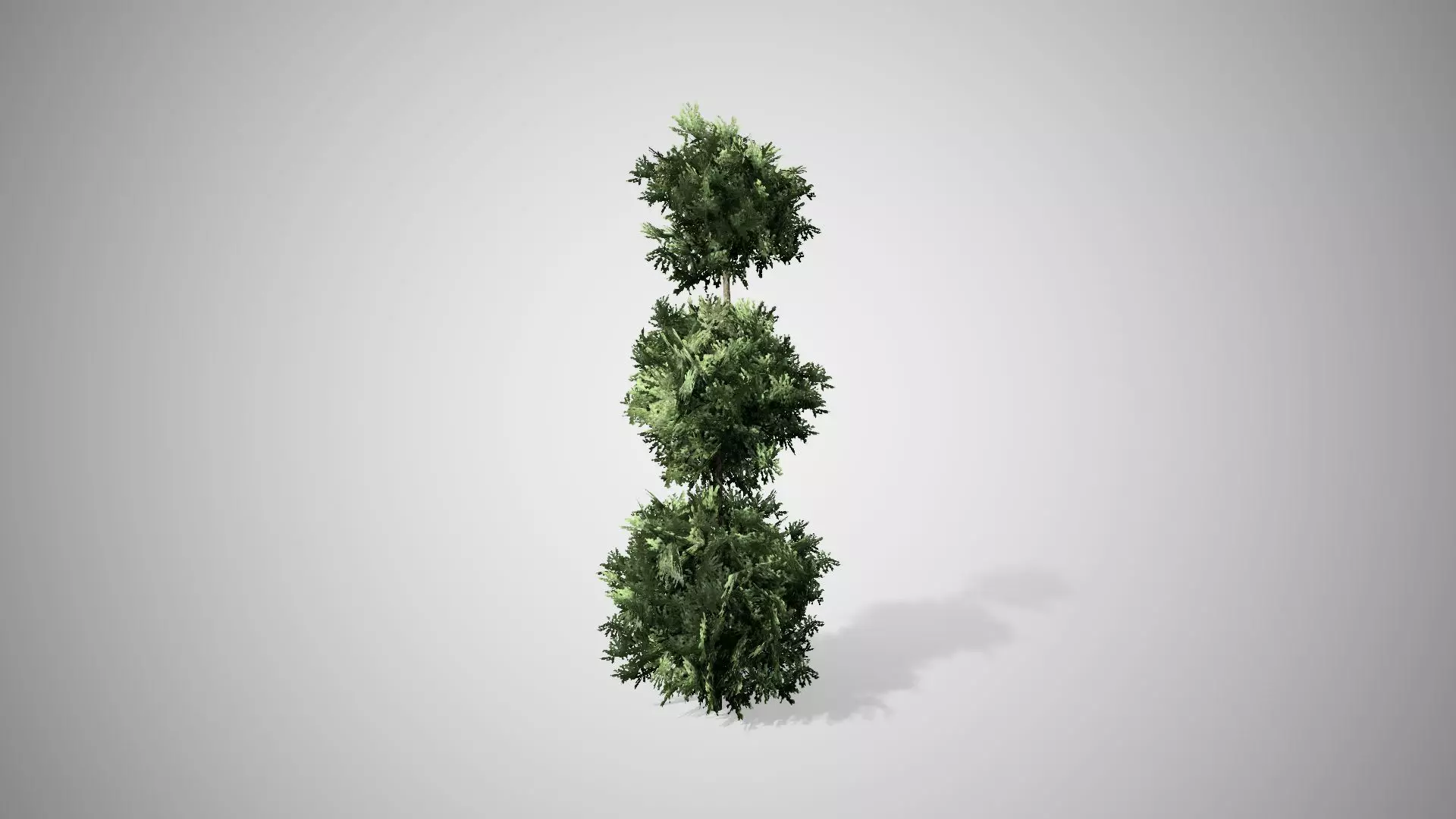 American Boxwood Topiary bush Low-poly 3D model_0