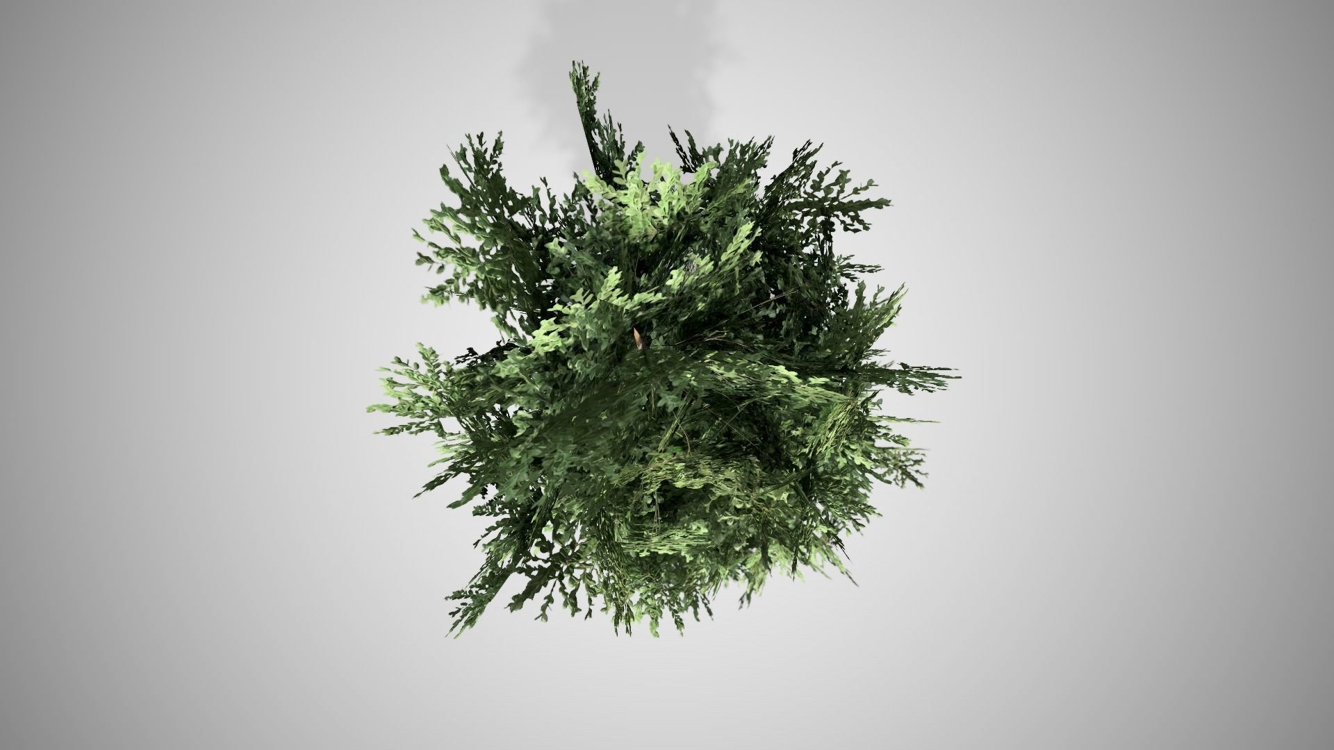 American Boxwood Topiary bush Low-poly 3D model_2