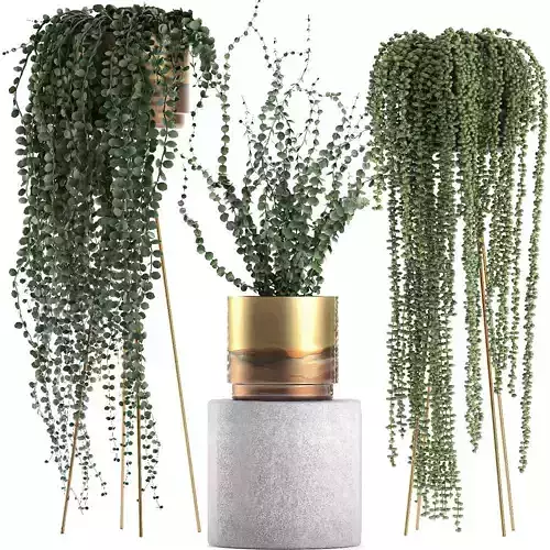 Plants in gold pots for the interior 602