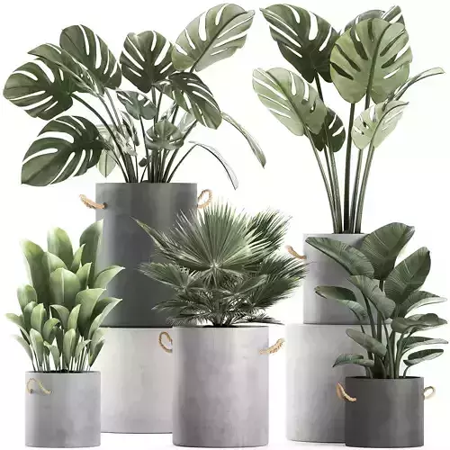 Plants in pots of concrete for the interior 602