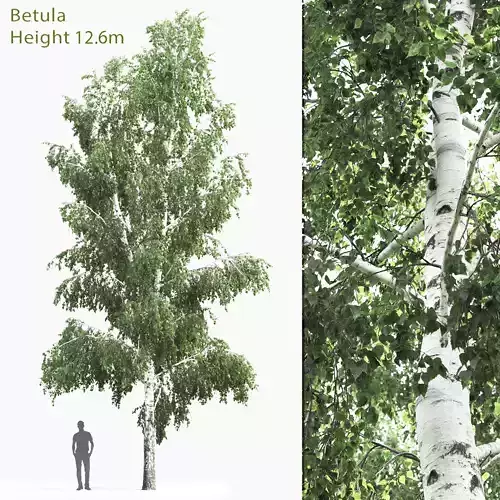 Betula 04 H12 m 3D model
