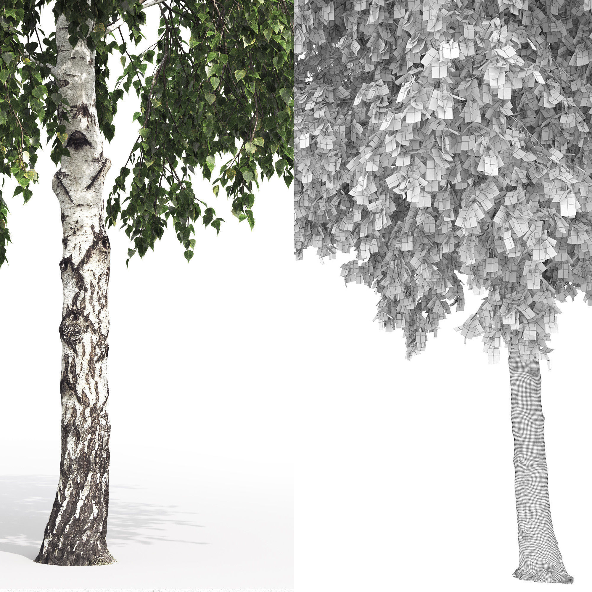Betula 05 H 9 - 11 m 3D model_4