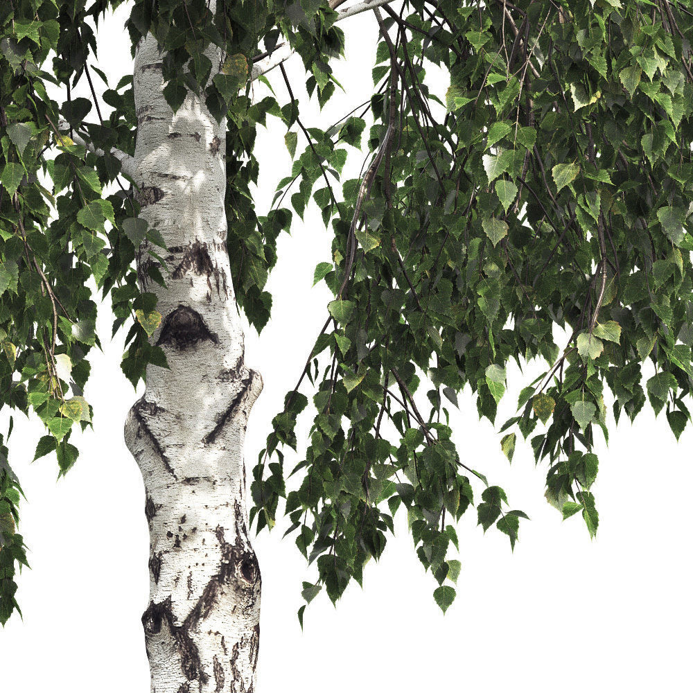 Betula 05 H 9 - 11 m 3D model_3
