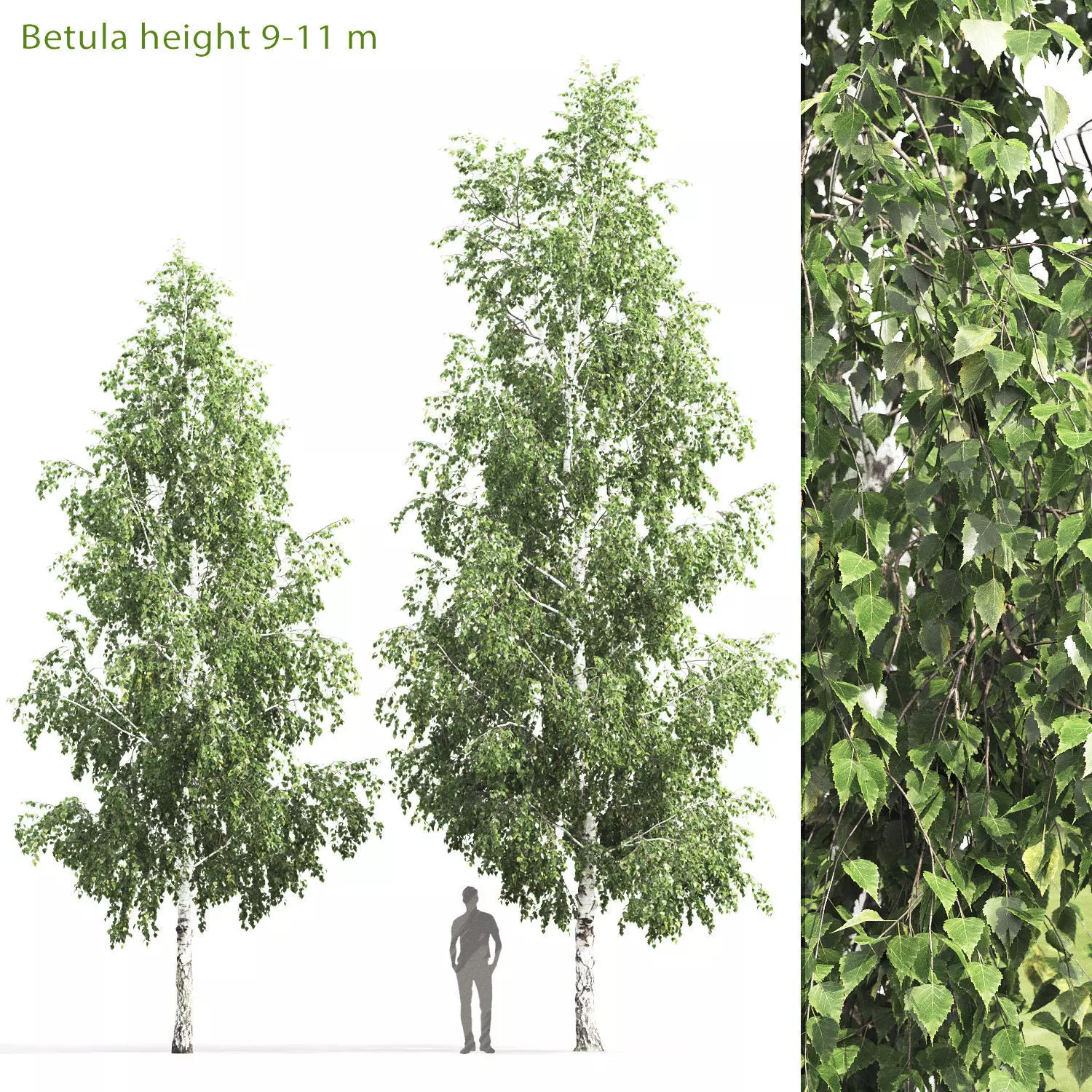 Betula 05 H 9 - 11 m 3D model_0