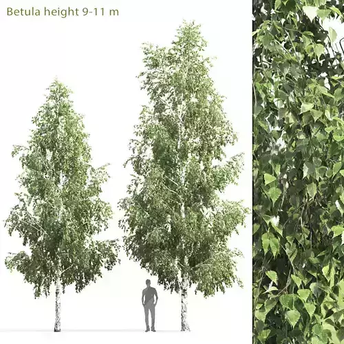 Betula 05 H 9 - 11 m 3D model