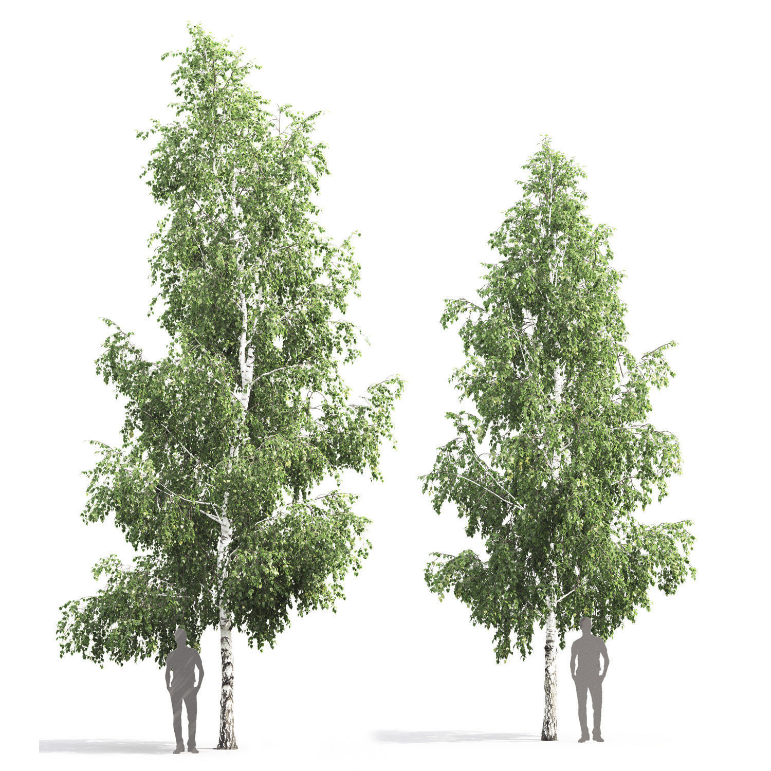 Betula 05 H 9 - 11 m 3D model_1
