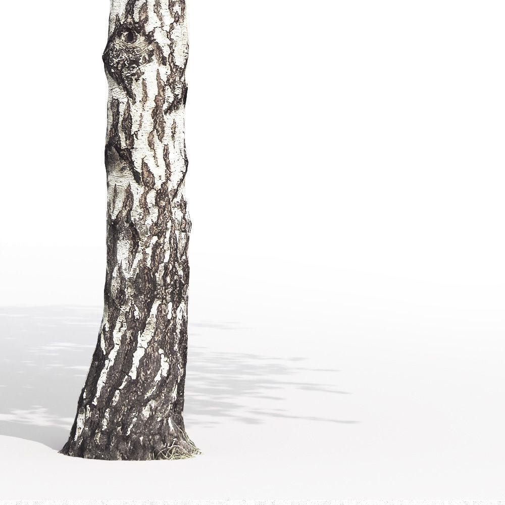 Betula 05 H 9 - 11 m 3D model_2
