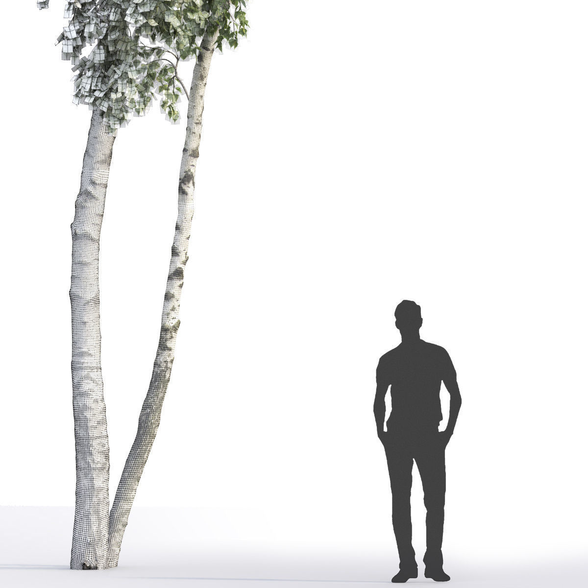 Betula 06 H14 m 3D model_3