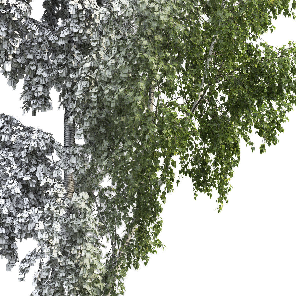 Betula 06 H14 m 3D model_2