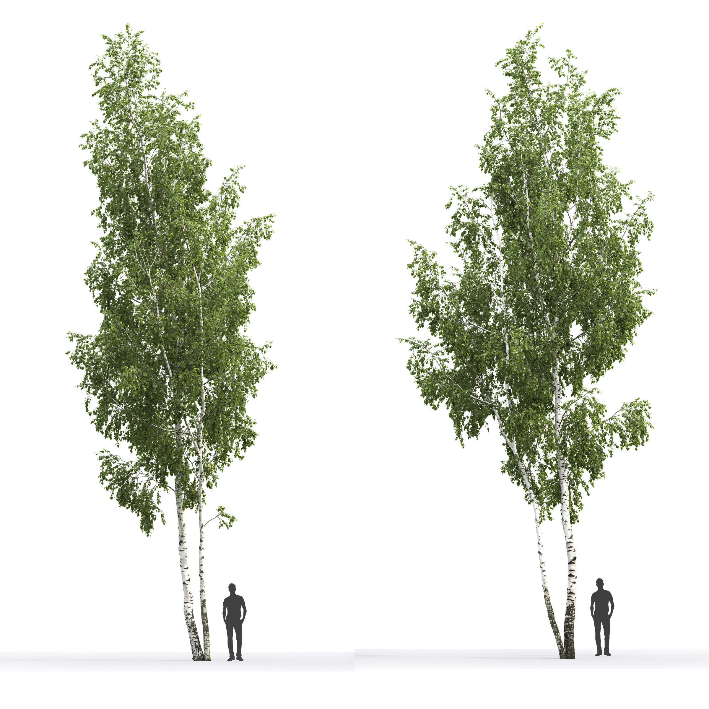 Betula 06 H14 m 3D model_1