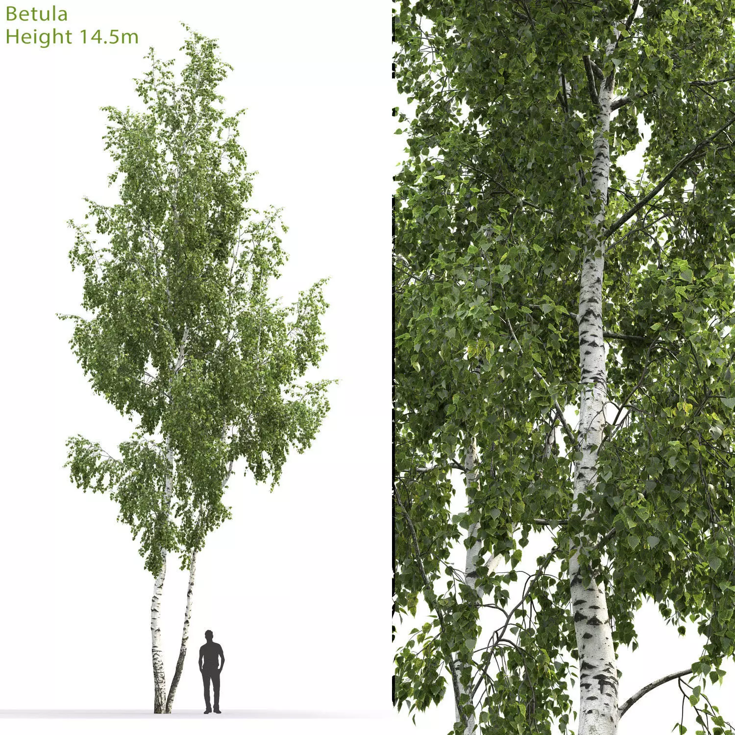 Betula 06 H14 m 3D model_0