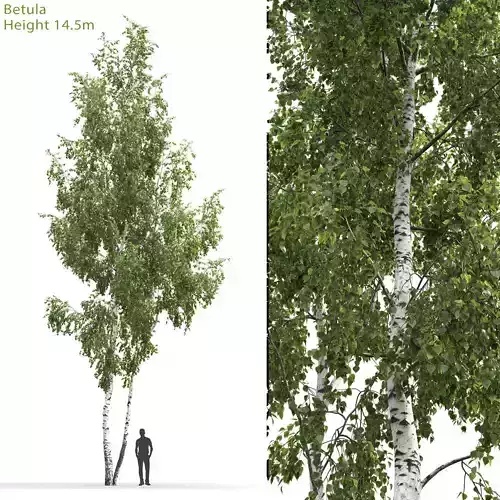 Betula 06 H14 m 3D model