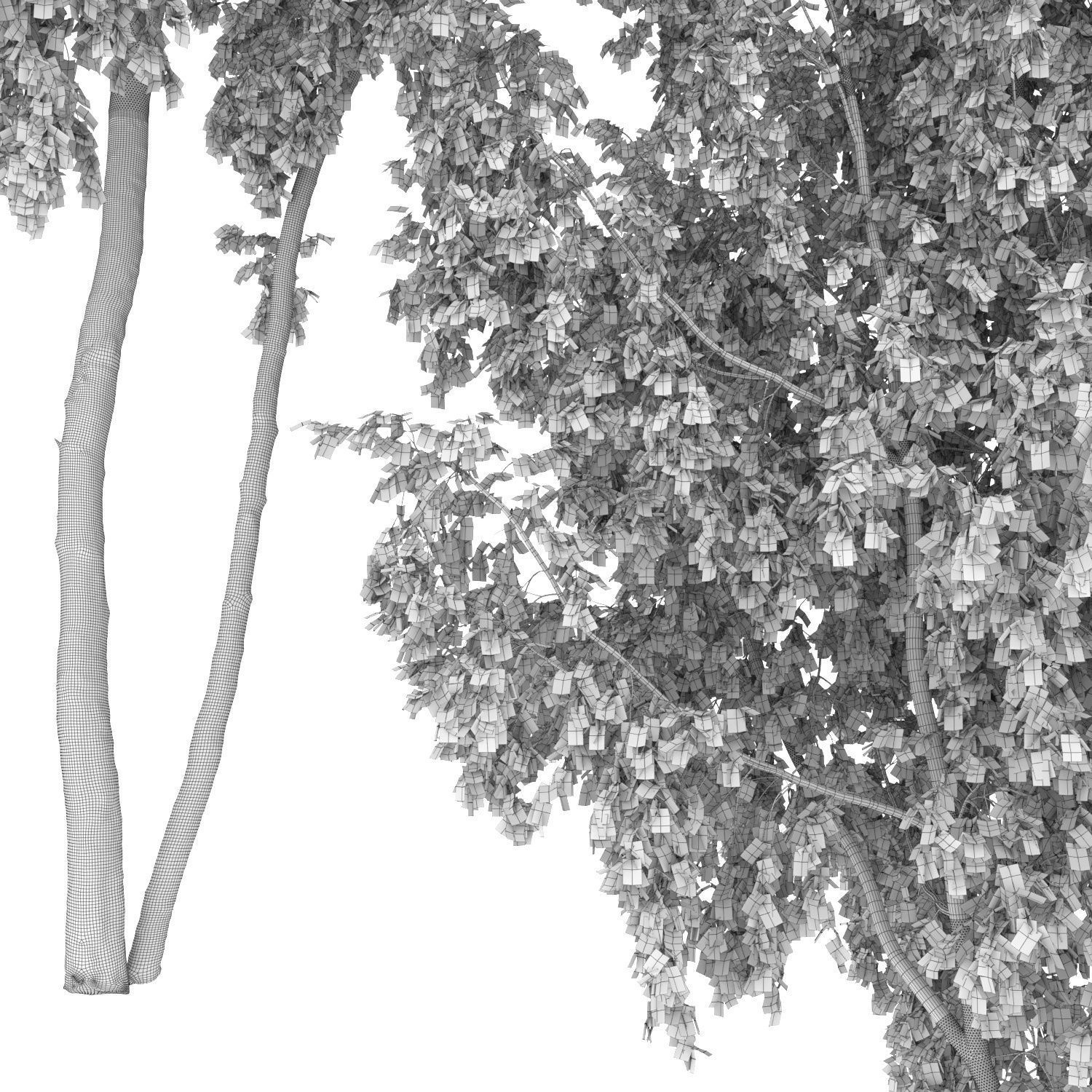 Betula 06 H14 m 3D model_4