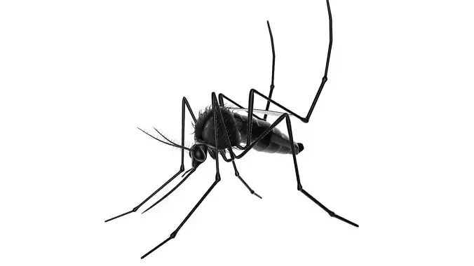 Mosquito - basic 3D model