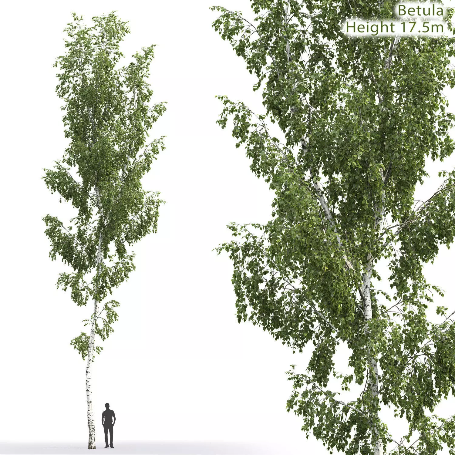 Betula 07 H17 m 3D model