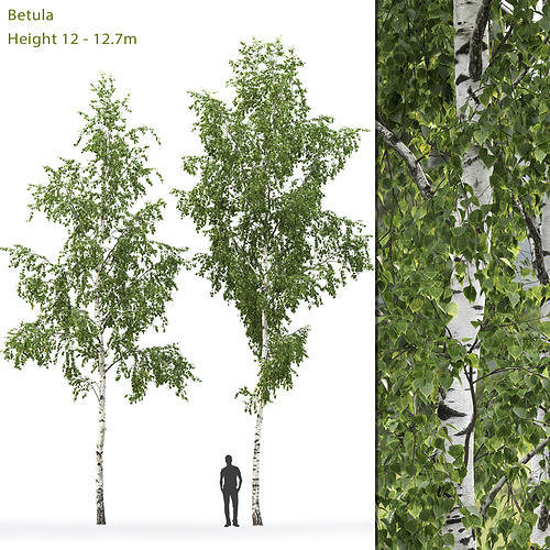 Betula 08 H12 m 3D model