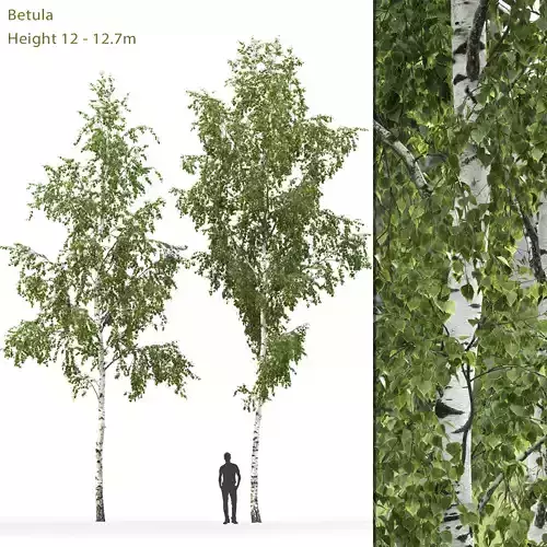 Betula 08 H12 m 3D model