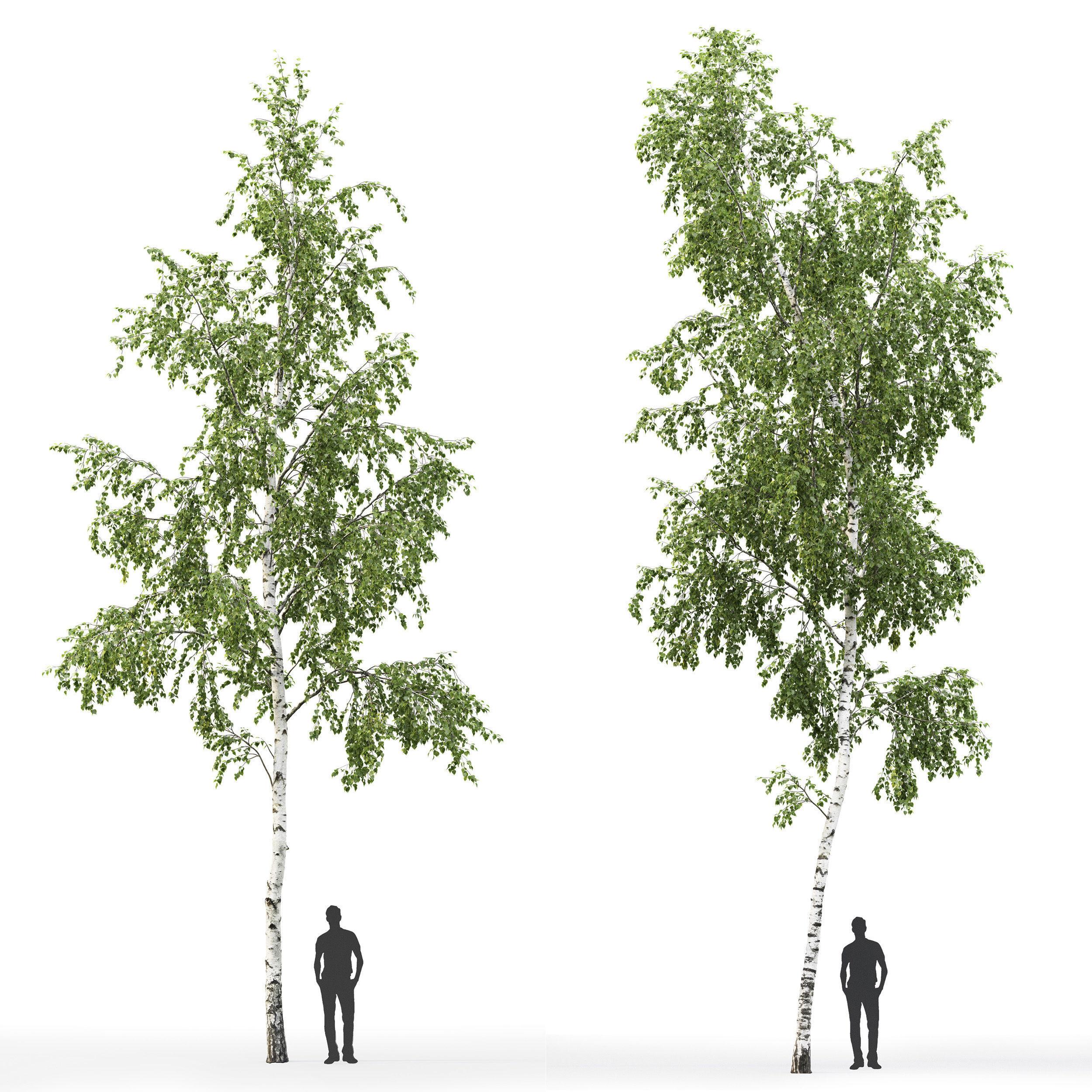 Betula 08 H12 m 3D model_1