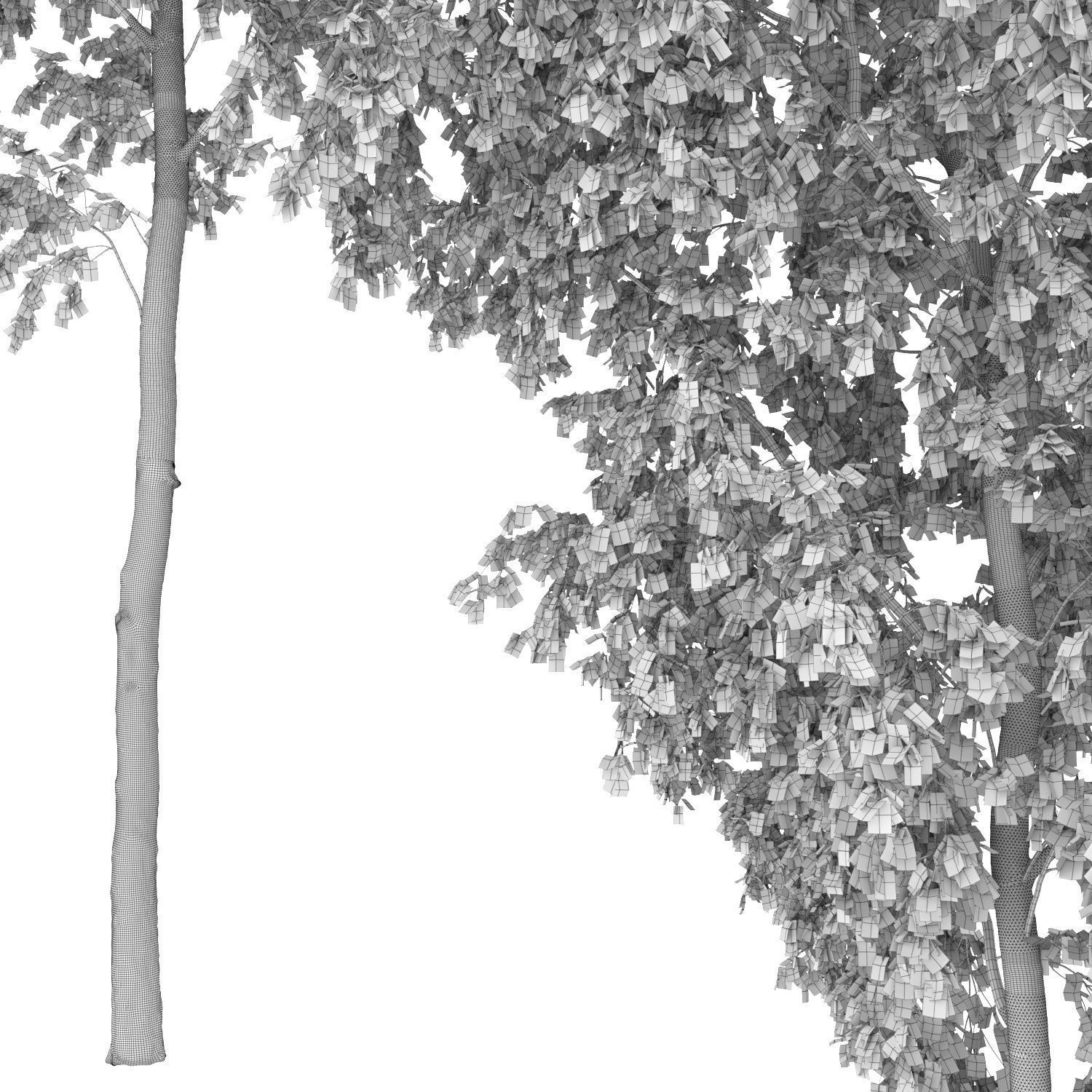 Betula 08 H12 m 3D model_2