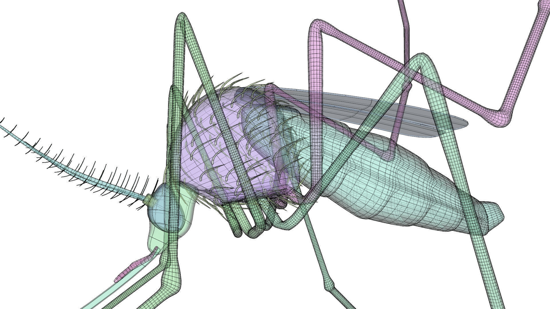 Mosquito - textured 3D model_14