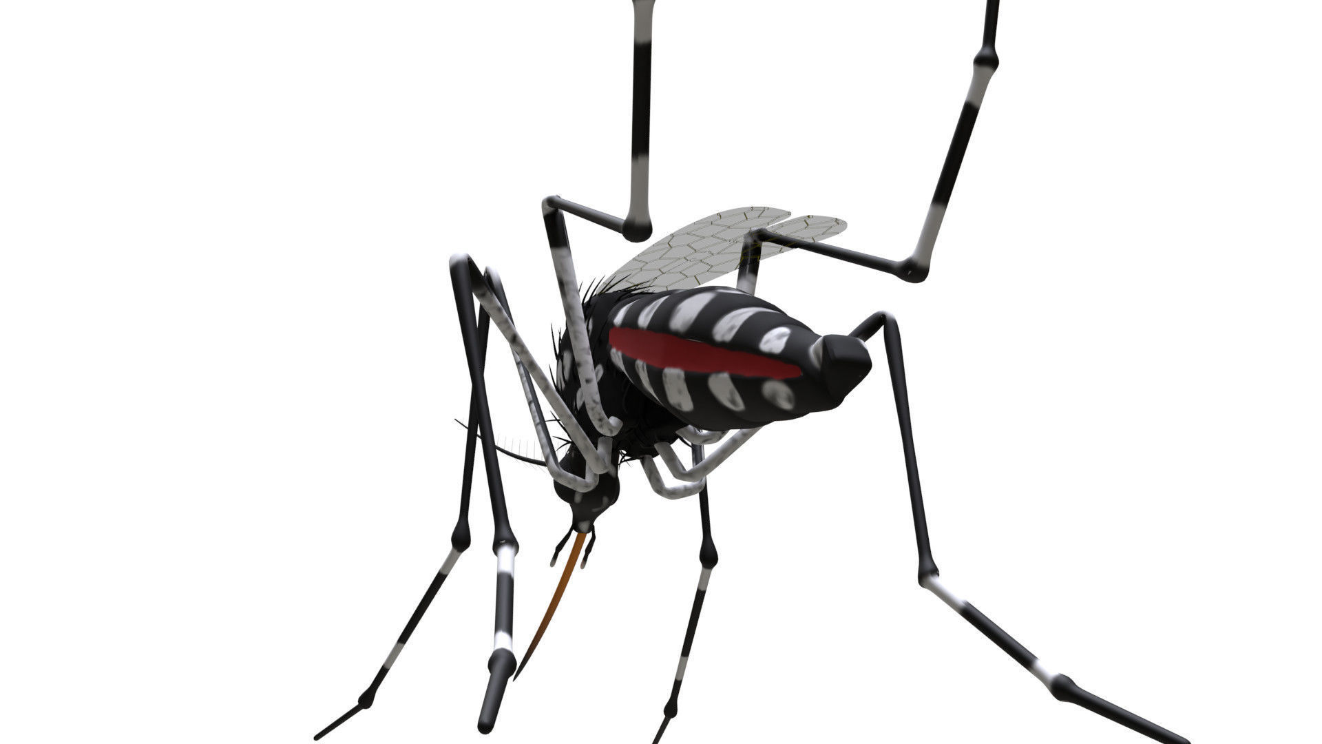 Mosquito - textured 3D model_3