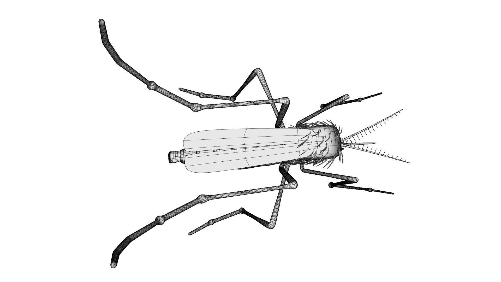 Mosquito - textured 3D model_13