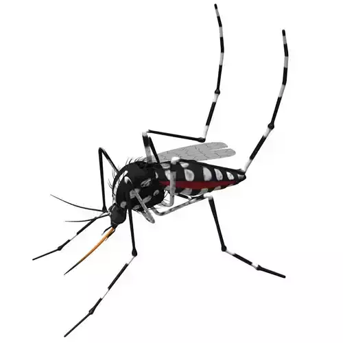 Mosquito - textured 3D model