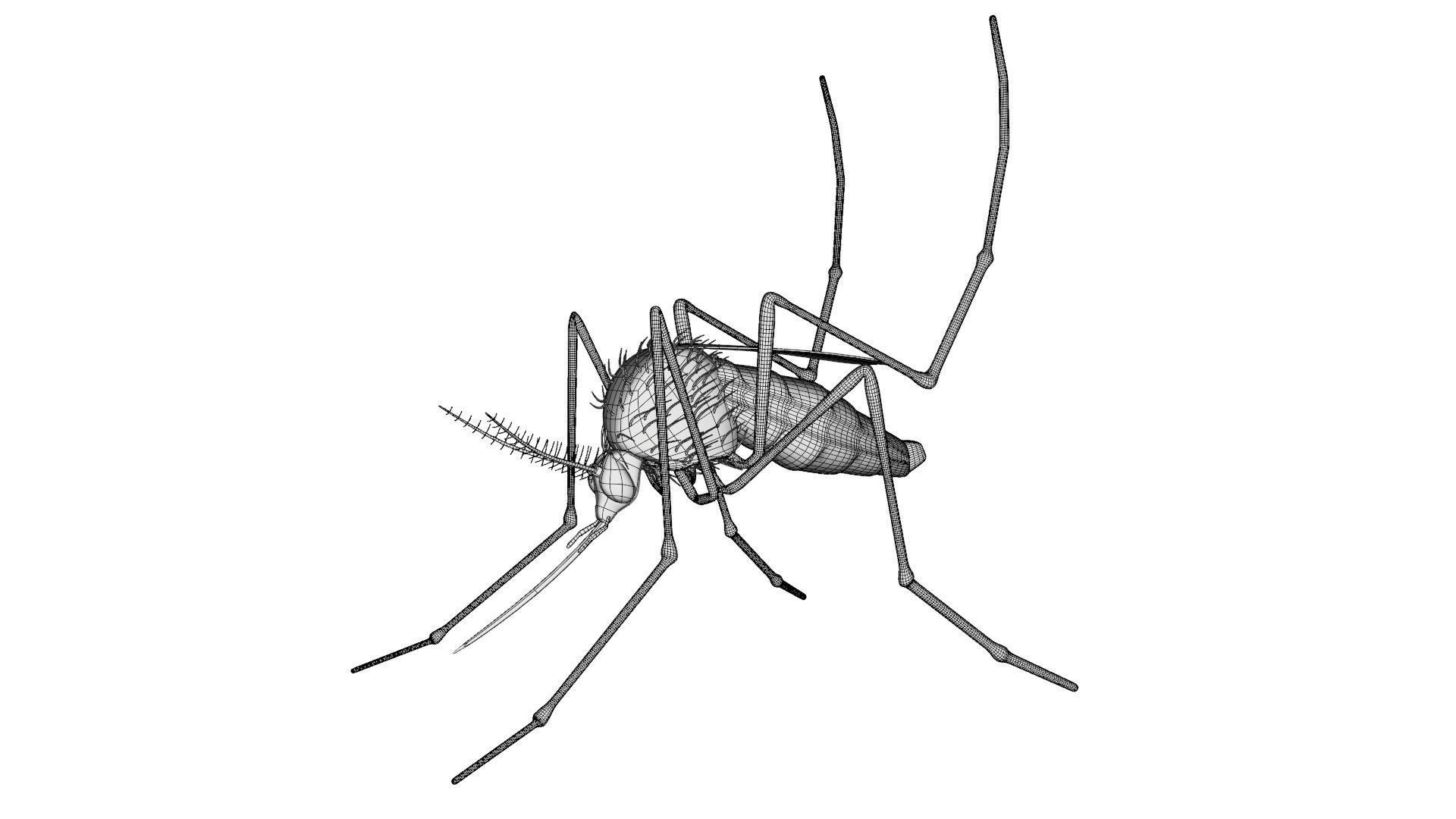 Mosquito - textured 3D model_10