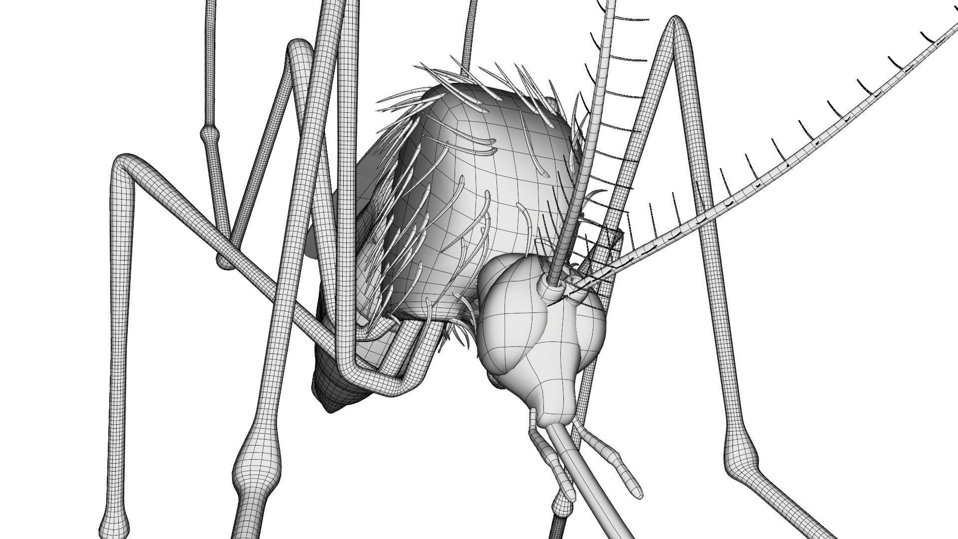 Mosquito - textured 3D model_12