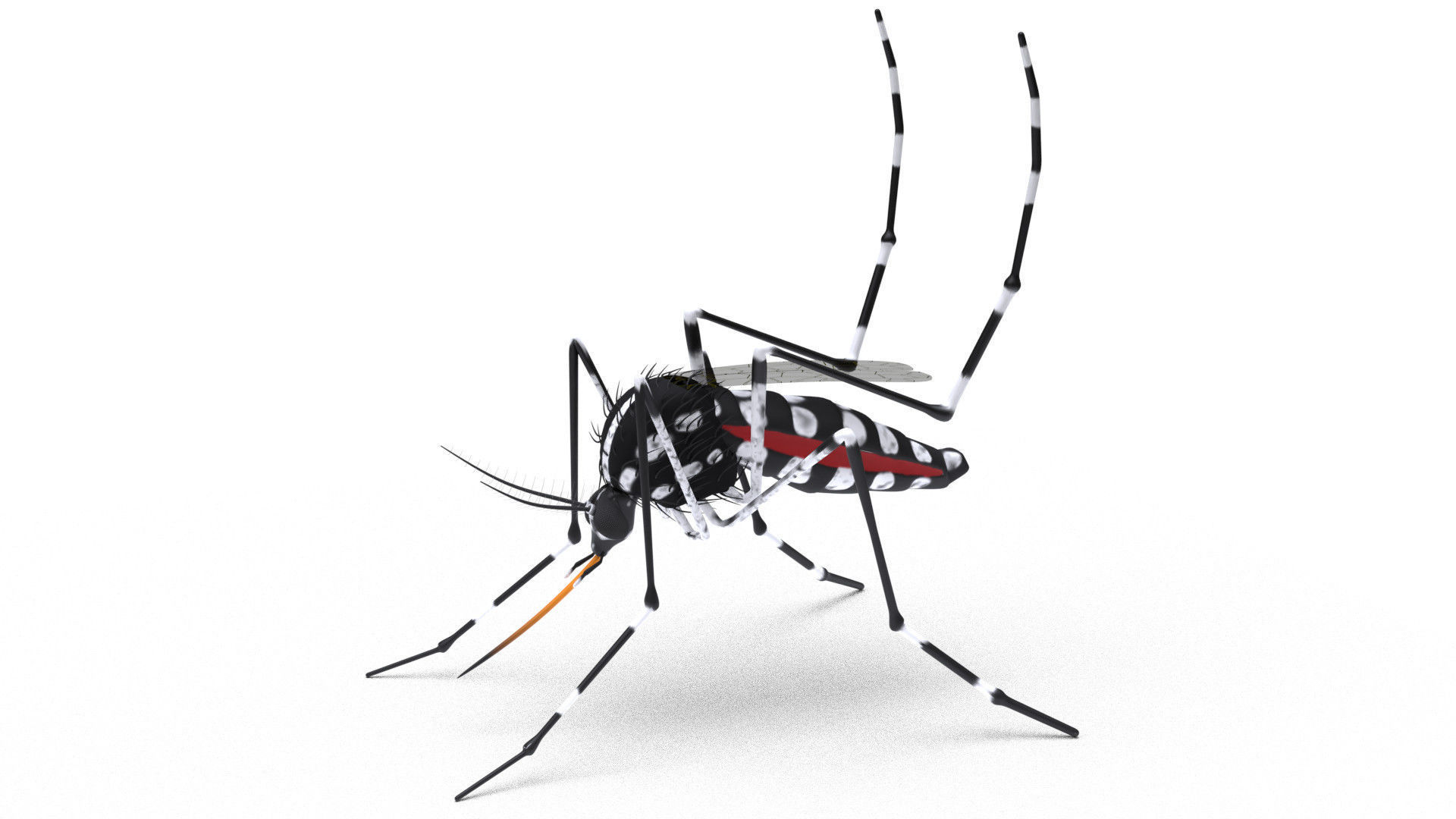 Mosquito - textured 3D model_1