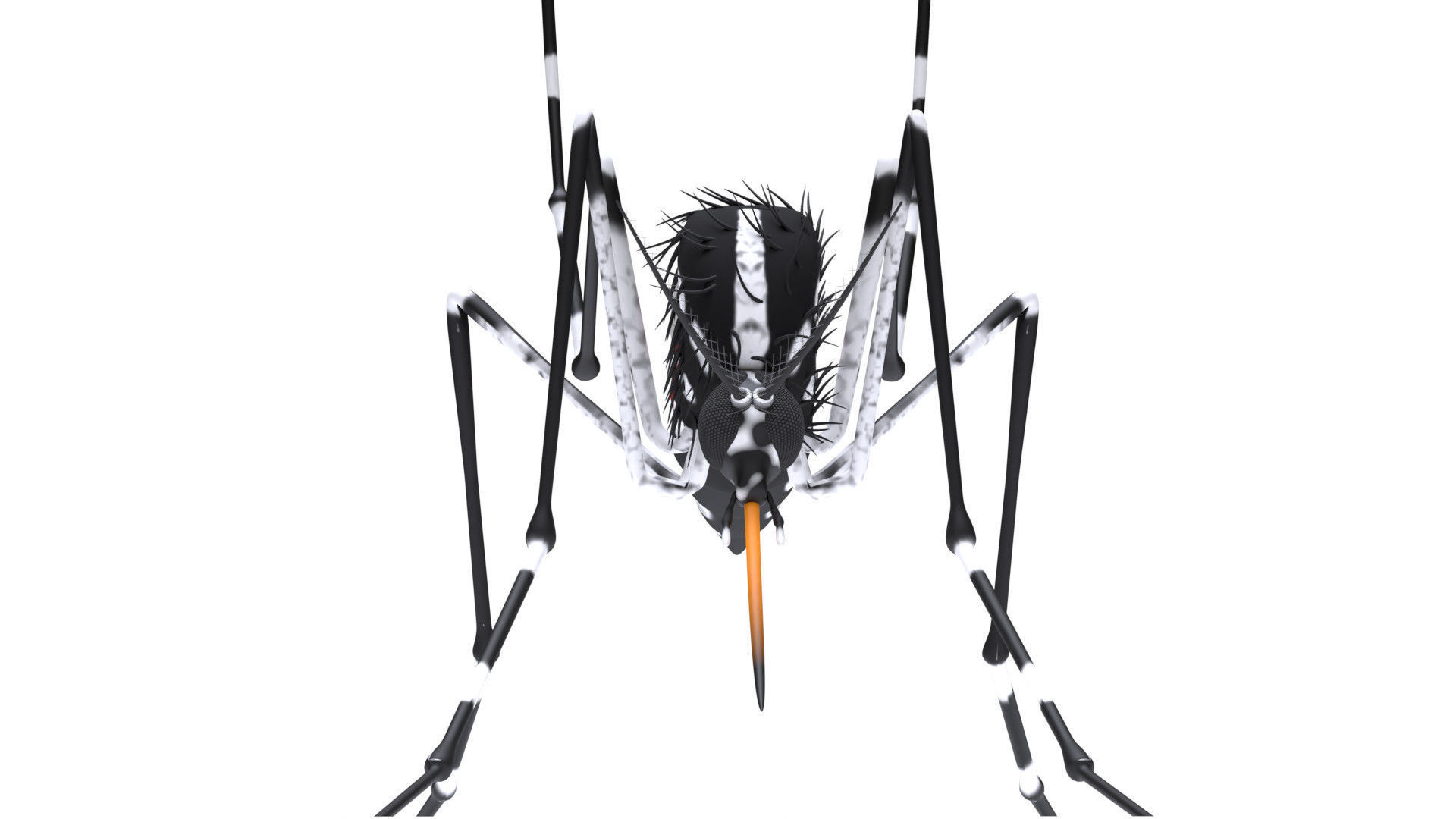 Mosquito - textured 3D model_4
