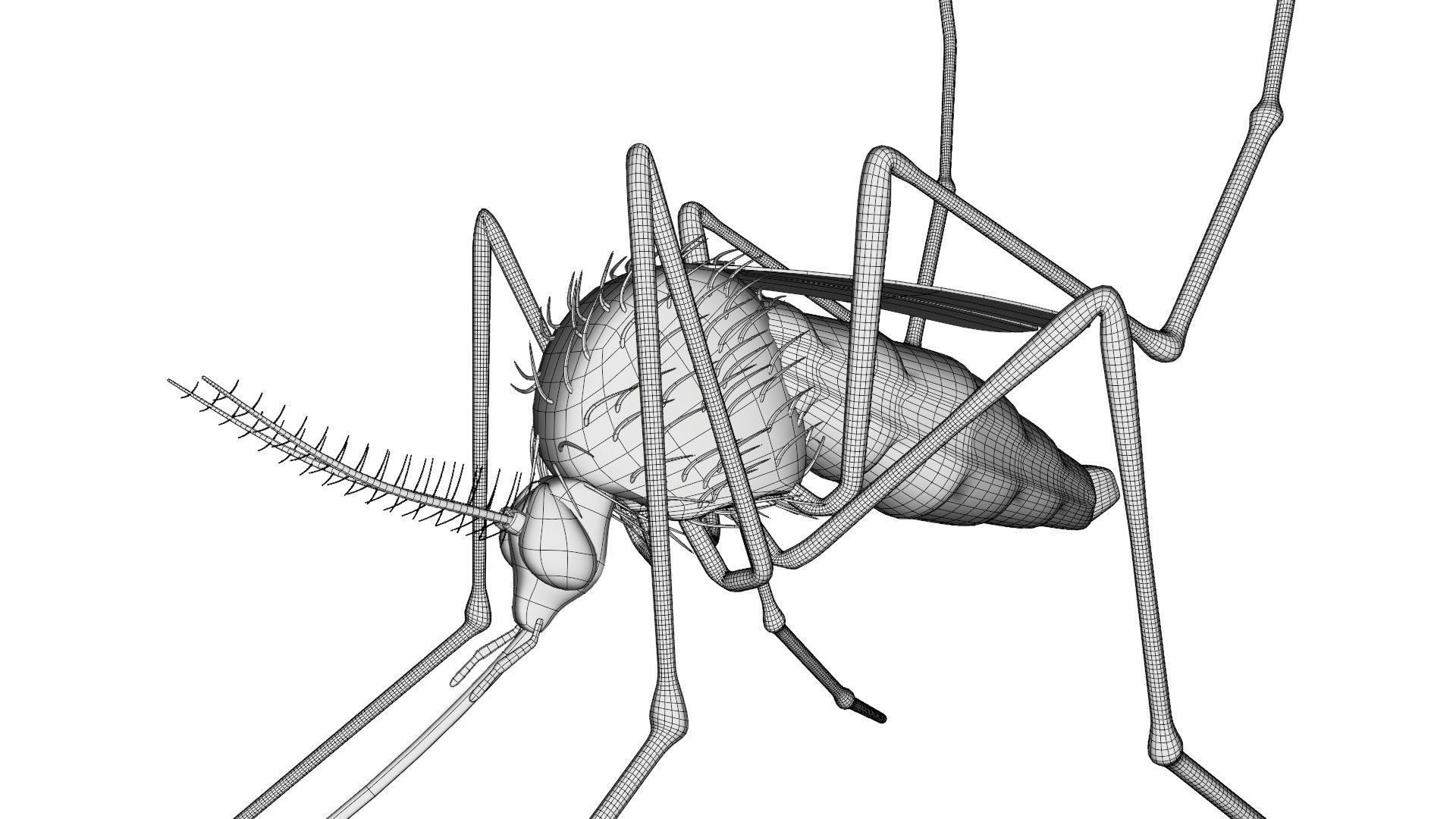 Mosquito - textured 3D model_11