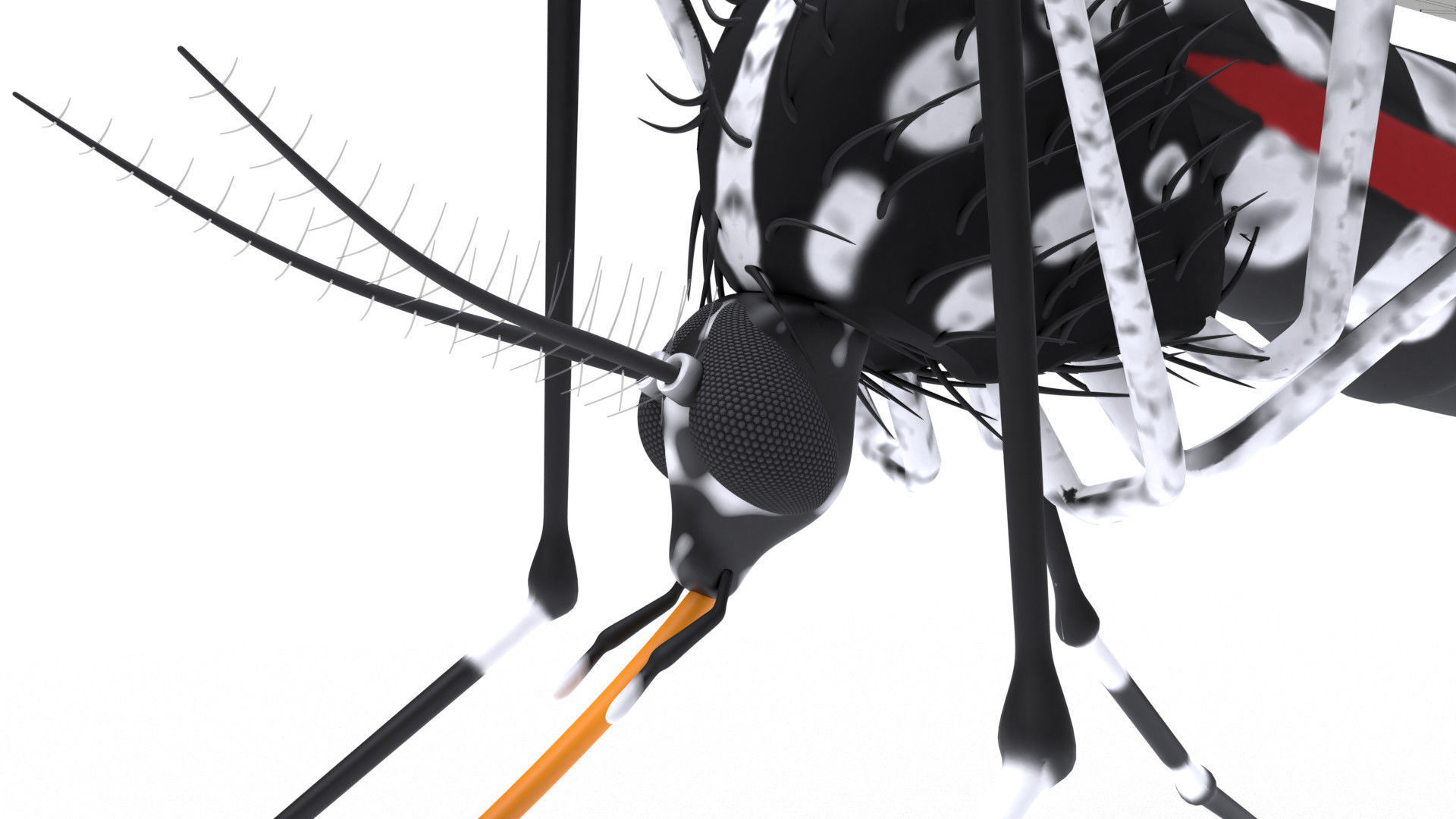 Mosquito - textured 3D model_7