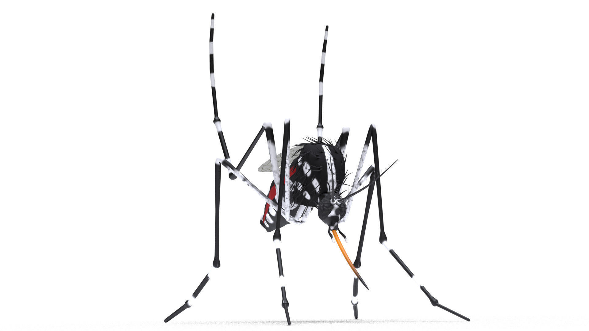 Mosquito - textured 3D model_2