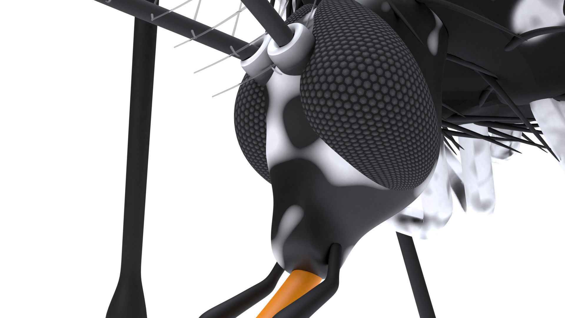 Mosquito - textured 3D model_8