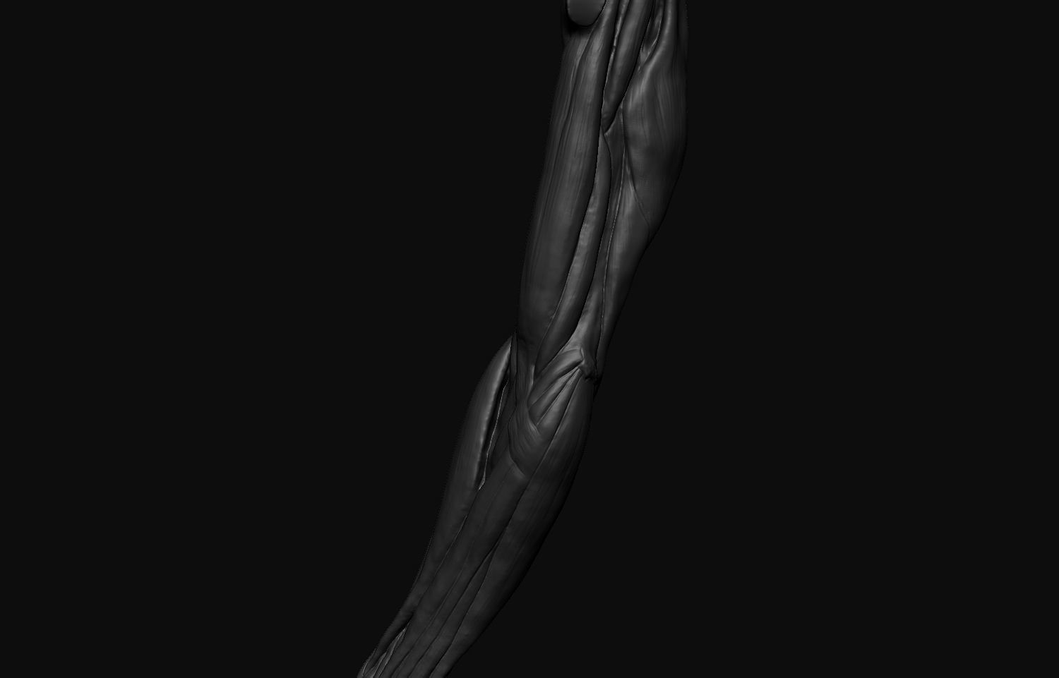 Arms Anatomy 3D model_7