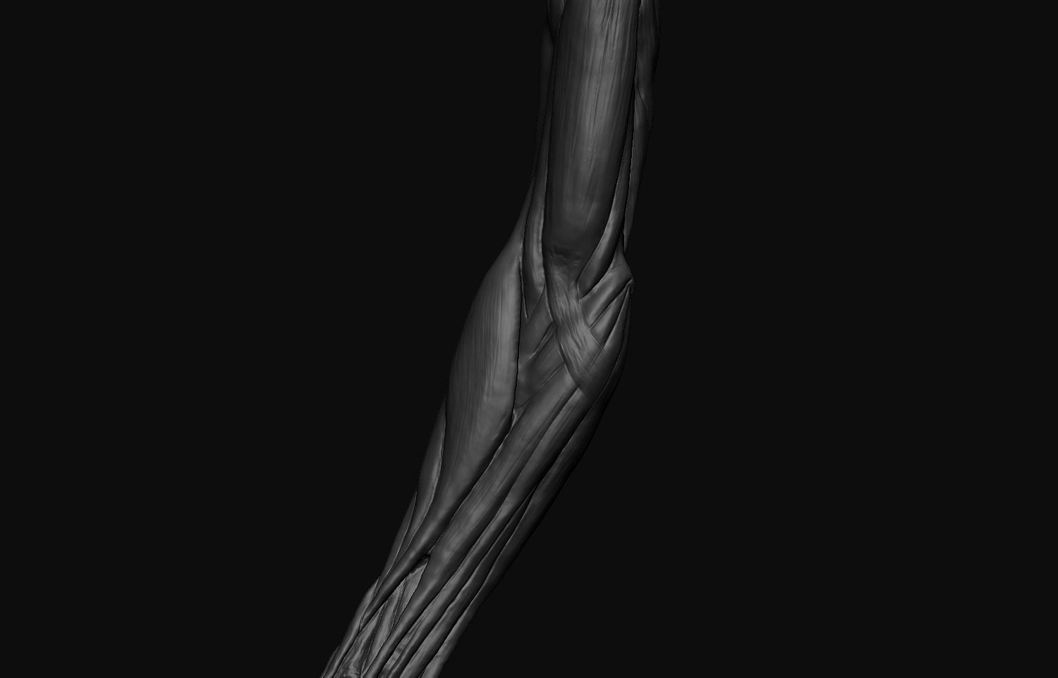 Arms Anatomy 3D model_6