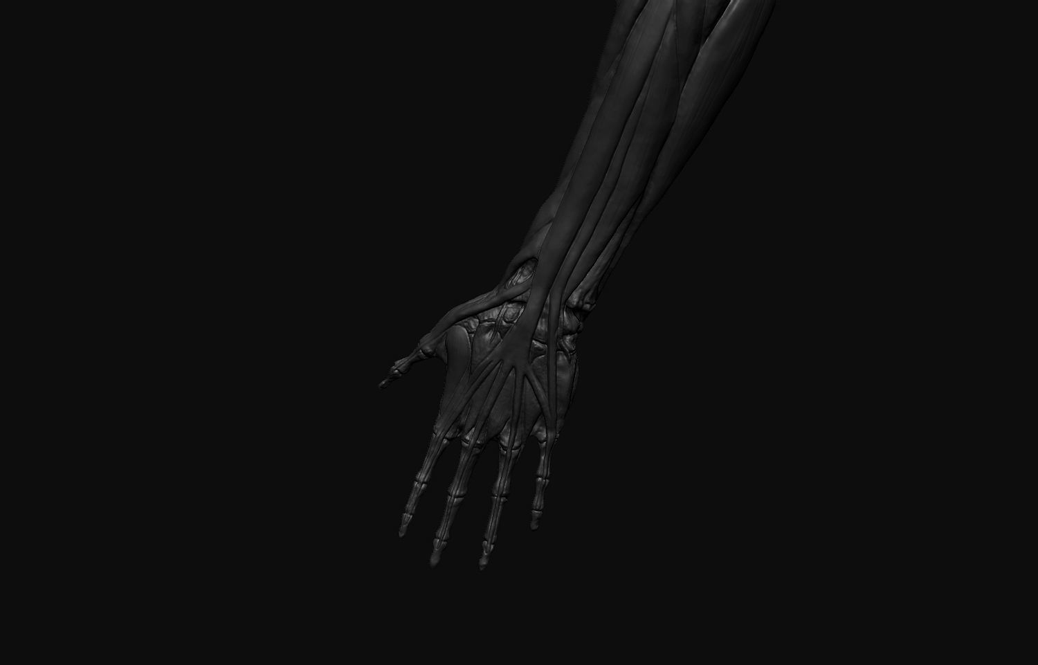 Arms Anatomy 3D model_5