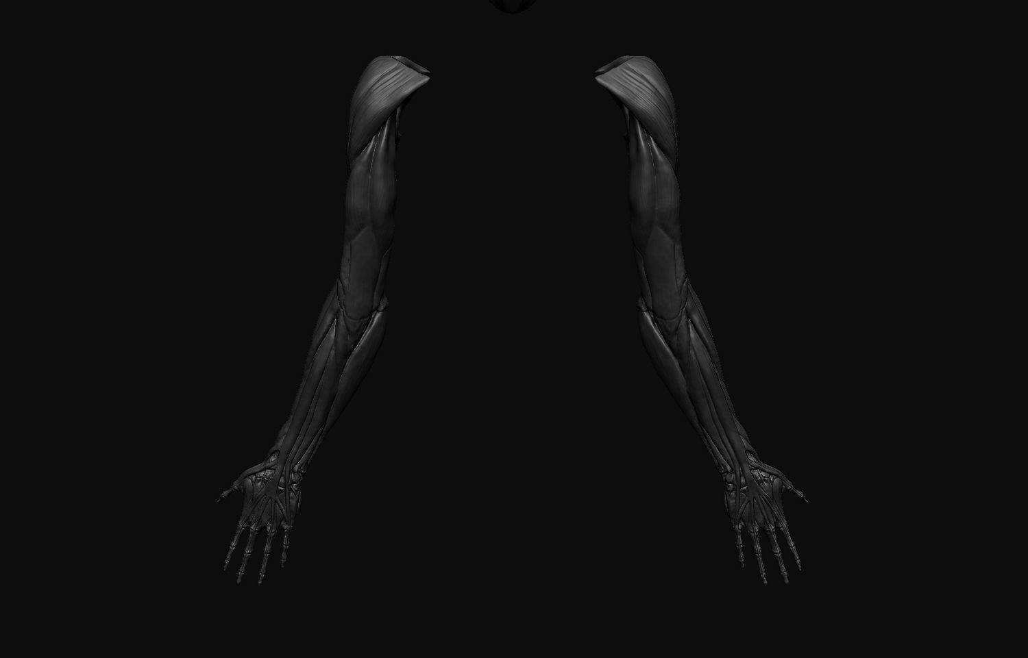 Arms Anatomy 3D model_2