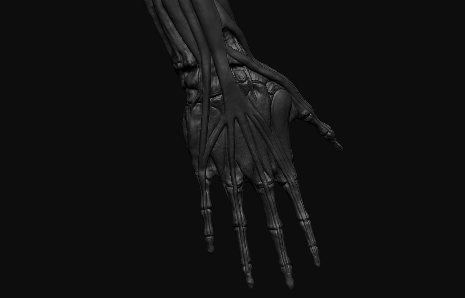 Arms Anatomy 3D model_14