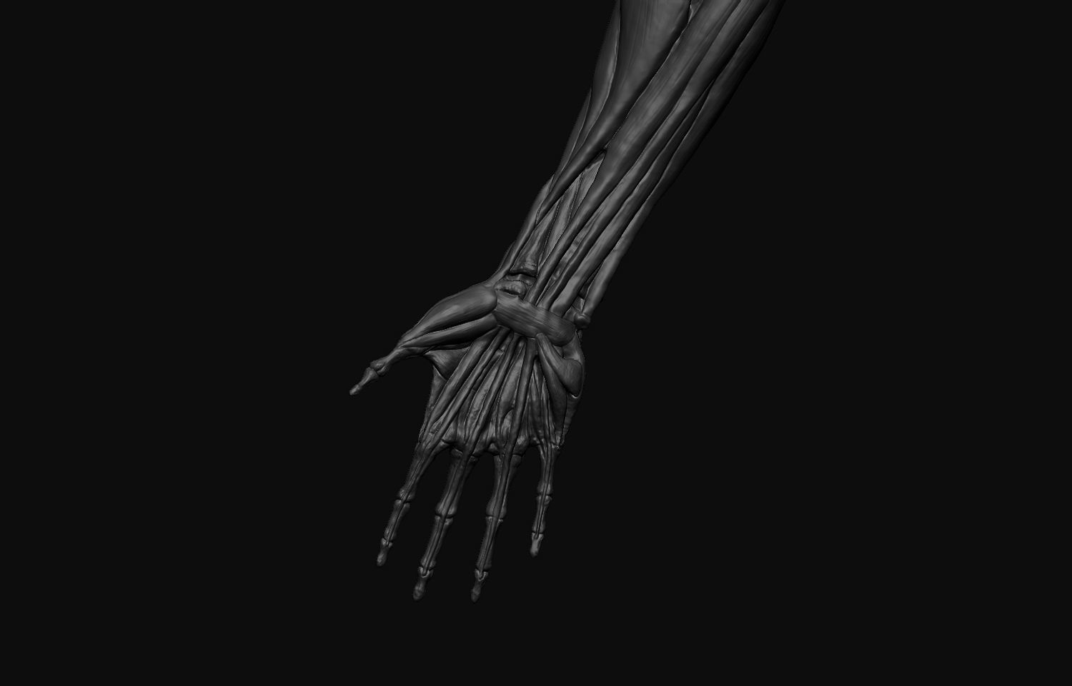 Arms Anatomy 3D model_3