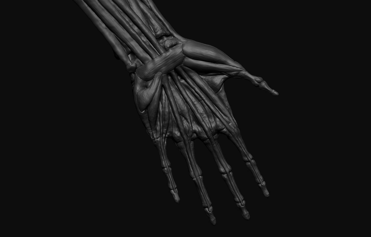 Arms Anatomy 3D model_12