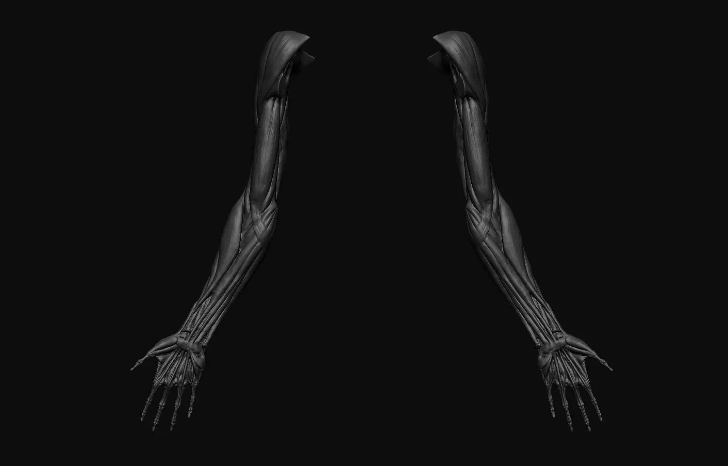 Arms Anatomy 3D model_0
