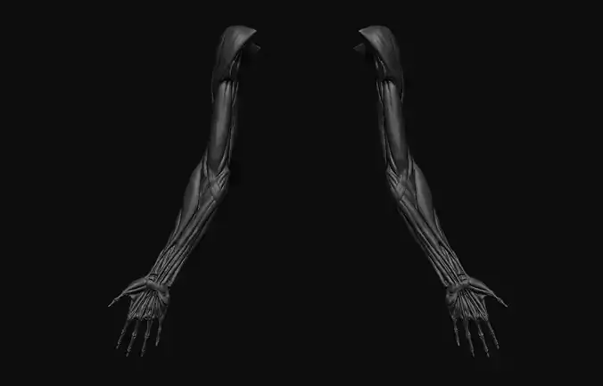 Arms Anatomy