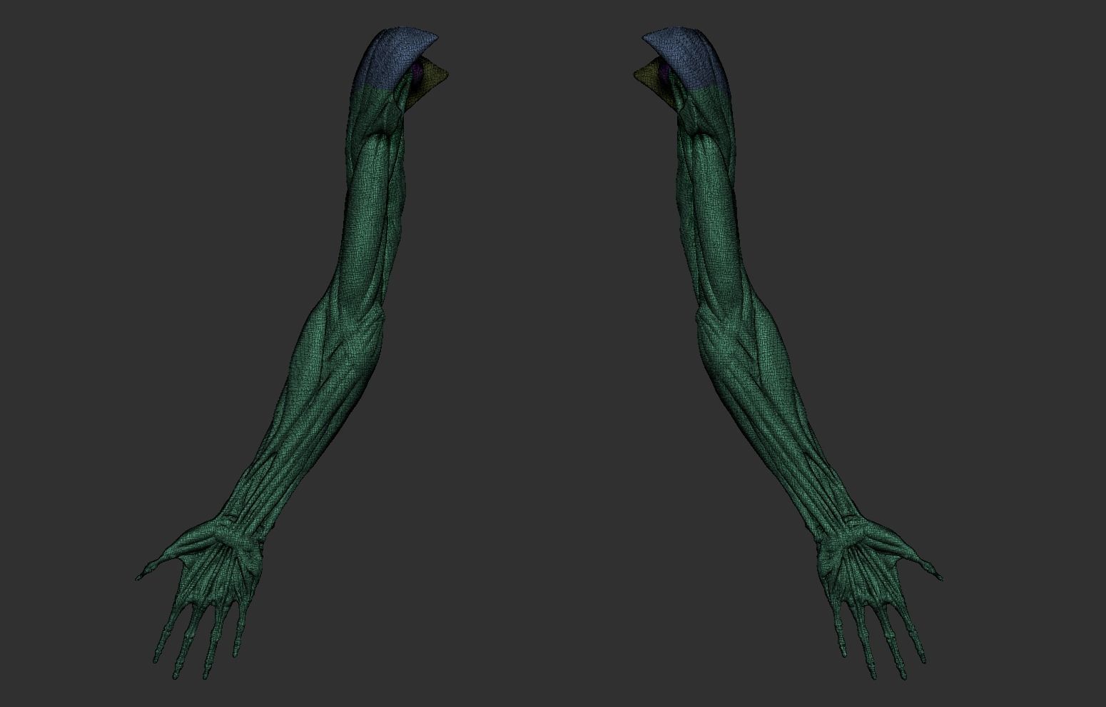 Arms Anatomy 3D model_17